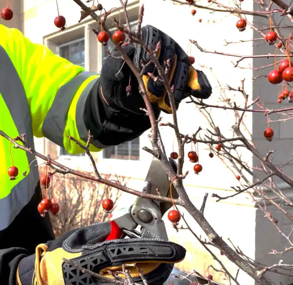 Dormant Pruning