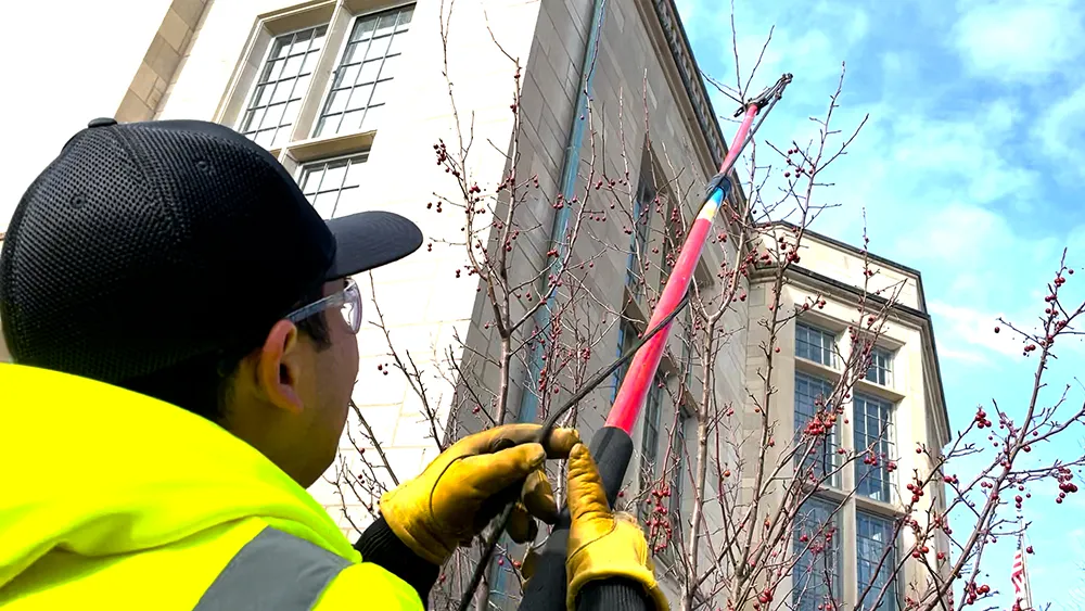 Pruning