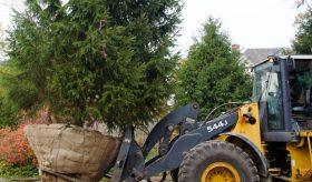 Skid loader lifting up tree