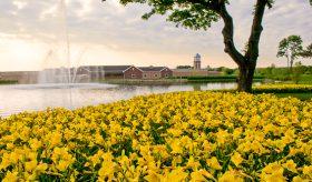 Field of yellow flowers