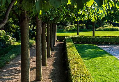 A row of trees.