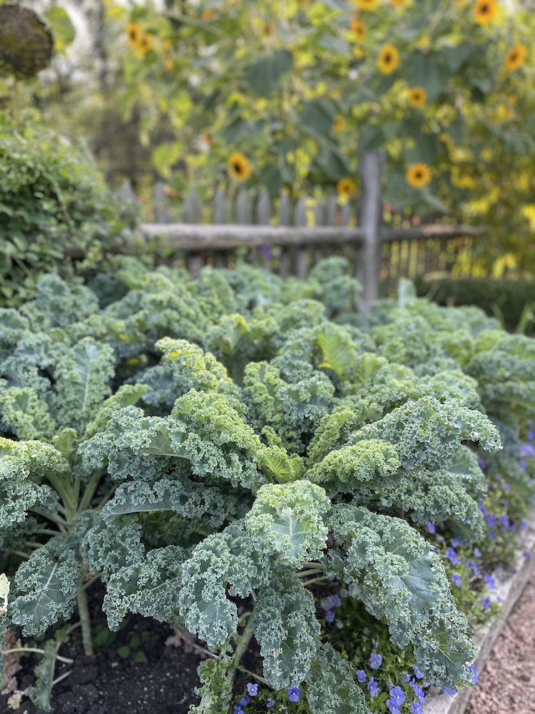 Kale plant in sharp focus in the foreground, with blurred sunflowers and a wooden fence in the background in a garden setting.