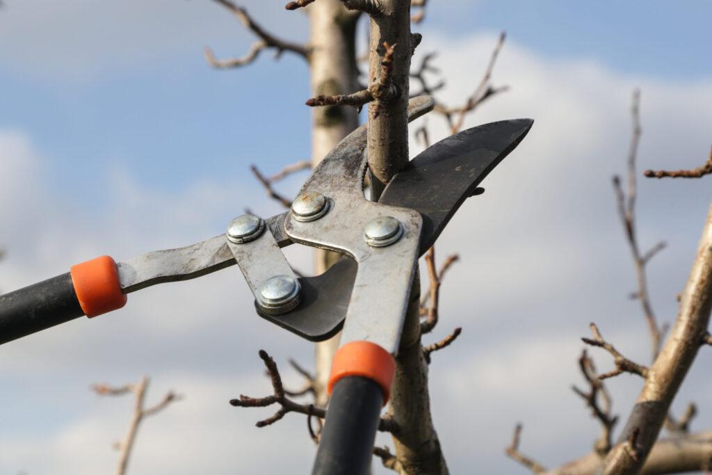 Close-up of pruning shears cutting through a branch of a leafless tree against a cloudy sky background.