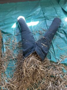 Pair of pants filled with hay laying on a blue tarp, resembling scarecrow legs.