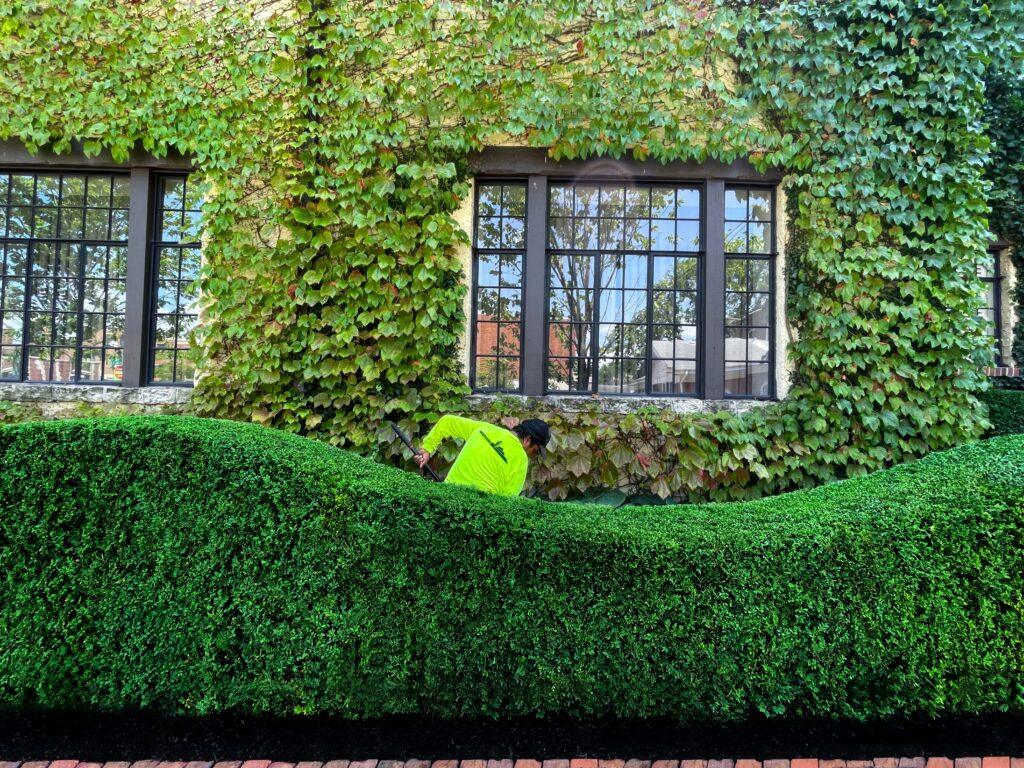 A person in a bright yellow shirt is expertly trimming a manicured hedge, showcasing their skills in commercial landscape construction, in front of an ivy-covered building with three windows.