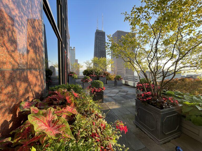 A rooftop garden boasts potted plants and flowers, all thriving with expert landscape maintenance for HOAs. Towering city skyscrapers line the backdrop beneath a clear blue sky.