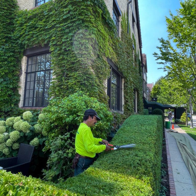 A person expertly trims a hedge with an electric trimmer in front of an ivy-covered building on a sunny day, ensuring impeccable landscape maintenance for business parks.
