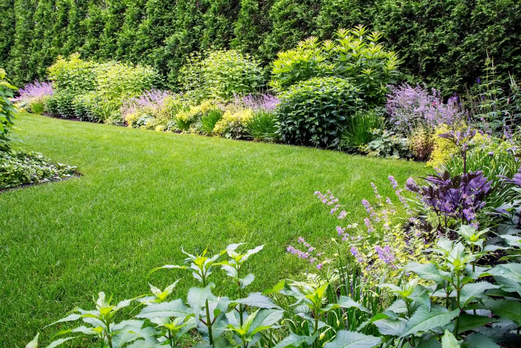 Well-maintained garden with green lawn, bordered by dense shrubs, flowering plants, and a tall hedge in the background.
